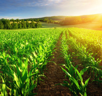 agriculture
