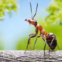 ant