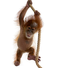 ape