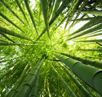 bamboo