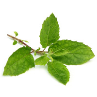 basil