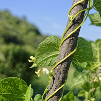 beanstalk