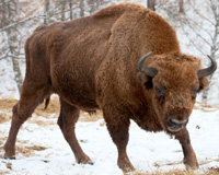 bison