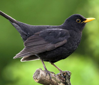 blackbird