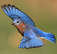bluebird
