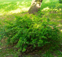 bush