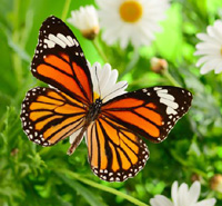 butterfly