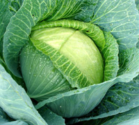 cabbage