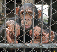 captivity