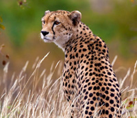 cheetah