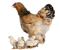 chicken