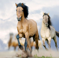 clop