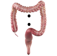 colon