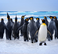 colony colony