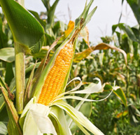 corn