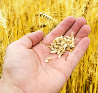 corns
