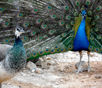 courtship