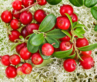 cranberry