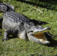 crocodile