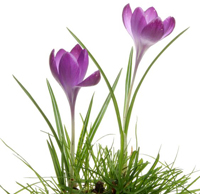crocus