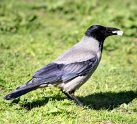 crow