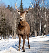 deer