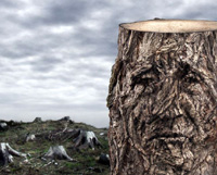 deforestation