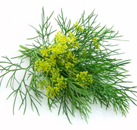 dill