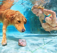 dive in