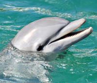 dolphin