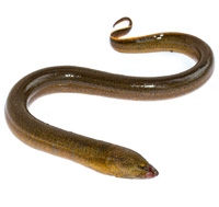 eel
