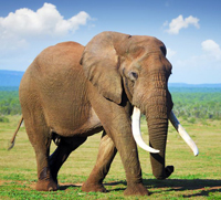 elephant