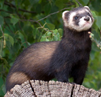ferret