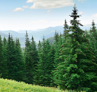 fir