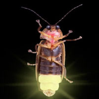 firefly