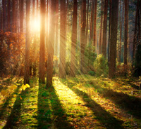 forest forest