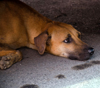 forlorn