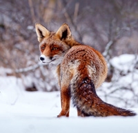 fox