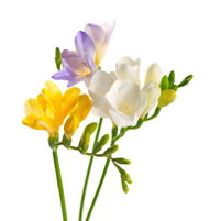 freesia