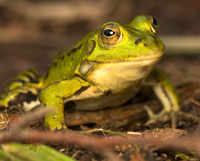 frog