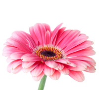 gerbera