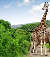 giraffe