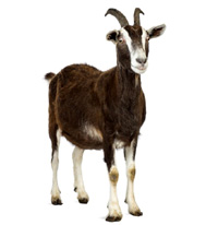 goat