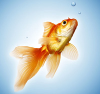 goldfish