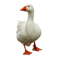 goose