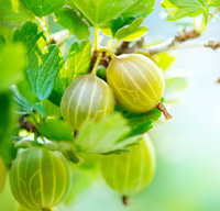 gooseberry