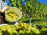 grape harvest
