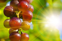 grapes