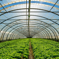 greenhouse