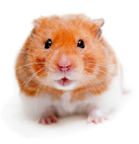 hamster